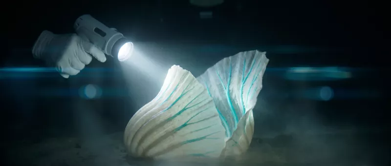A gloved hand aiming a pistol-grip torch at a pale ribbed organism on the seabed, the beam full on it, turquoise veins running through the folds