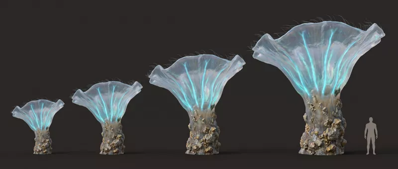 Four sizes of the same reef organism in a row, a translucent fan crown veined with turquoise on an encrusted stalk, a human silhouette at the end for scale.